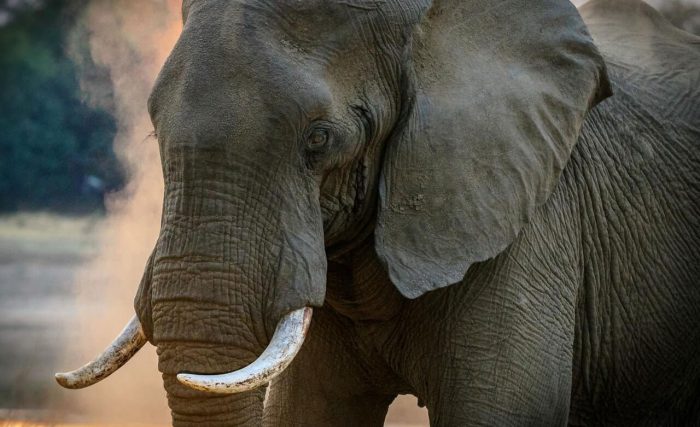 gray-elephant.jpg gray-elephant.jpg